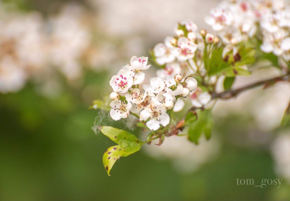 flowers, easter holidays at Forest Glade