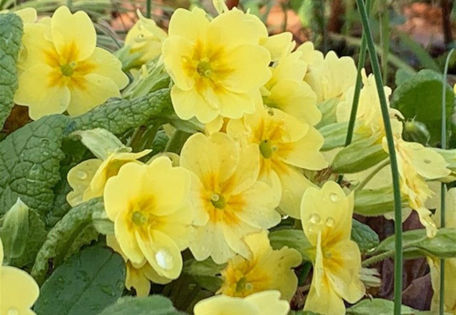flowers at Forest Glade
