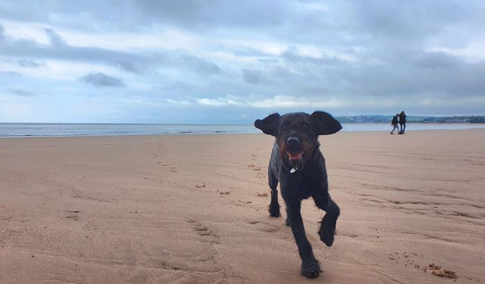 dog friendly beaches in devon