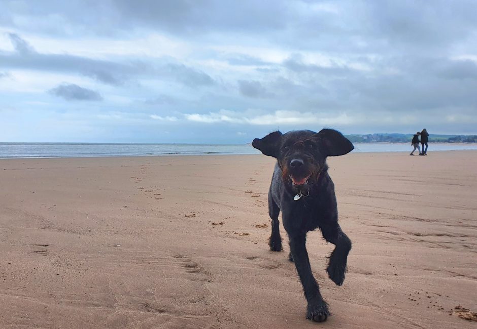 dog friendly beaches in devon