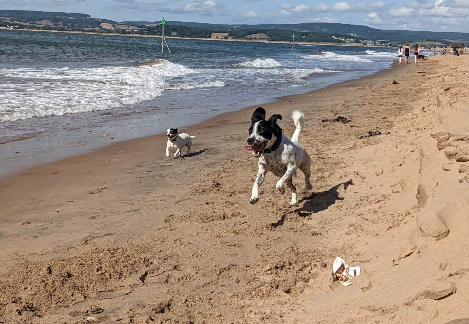 dogs running along the beach at exmouth